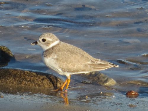 Free webinar available on protecting the Piping Plover