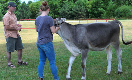 ​Local 4-H dairy clubs learn about fitting and showing calves