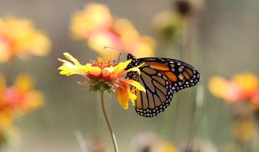 ​NIMBY: Nature in My Back Yard – Gardening for wildlife in all seasons