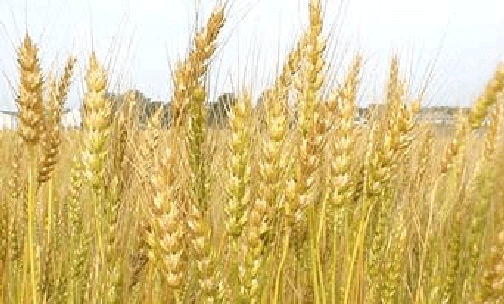 ​Donald McIntosh, formerly of Tiverton, dies at the age of 96